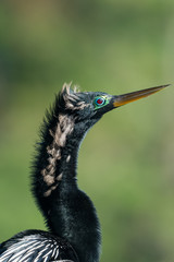 Anhinga (Anhinga anhinga). One of the most common birds in Florida.