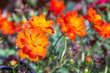 red Flowers in the park