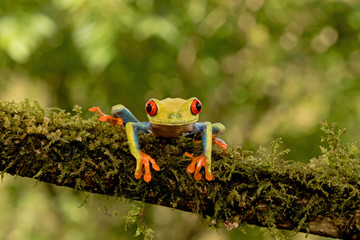 Obraz premium Red-eyed tree frog on branch (Agalychnis callidryas), Costa Rica