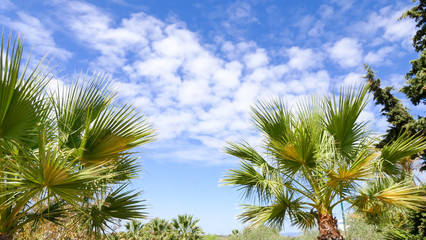 Fototapeta na wymiar Palm trees against blue sky background
