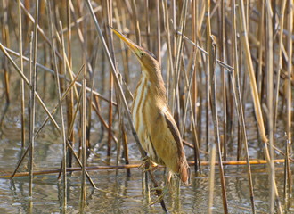 Zwergrohrdommel (Ixobrychus minutus) im Schilf