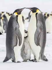 Emperor Penguins on the frozen Weddell sea