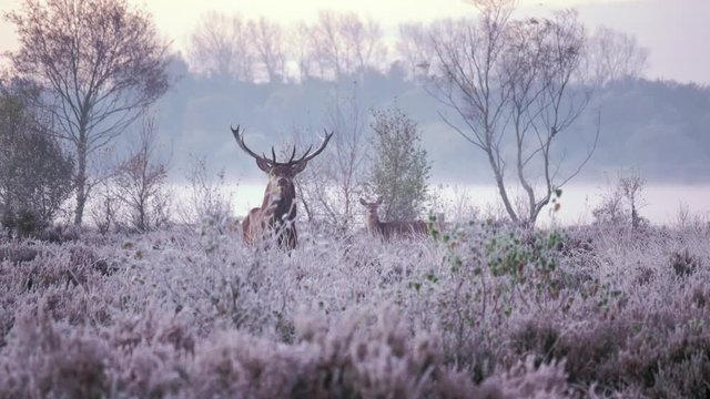 Stag deer in frosty autumn morning light with female doe and mist rising from lake in background. Festive winter Christmas scene in english countryside.