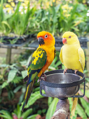 Sun Parakeet or Sun Conure, the beautiful yellow and orange parrot bird and yellow parrot waiting food ,feeding