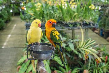 parrot bound in chains,Longing for freedom