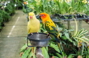 Sun Parakeet or Sun Conure, the beautiful yellow and orange parrot bird and yellow parrot waiting food ,feeding
