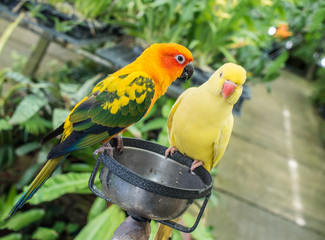 Sun Parakeet or Sun Conure, the beautiful yellow and orange parrot bird and yellow parrot waiting food ,feeding
