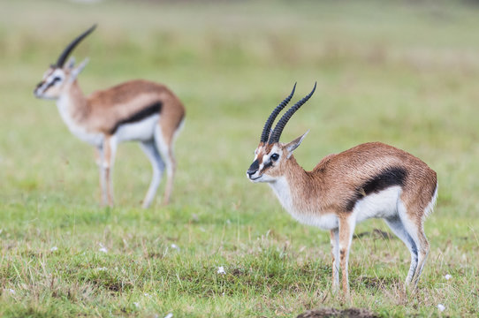 Thompsons Gazelle rams stand facing into light rain
