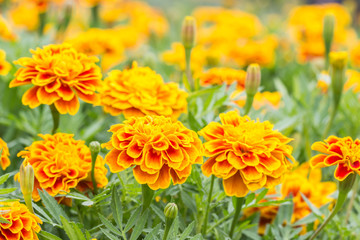 Orange flowers, French marigolds.