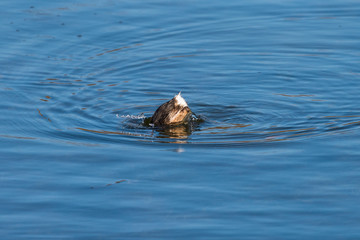 Tuffetto in acqua (Tachybaptus ruficollis)