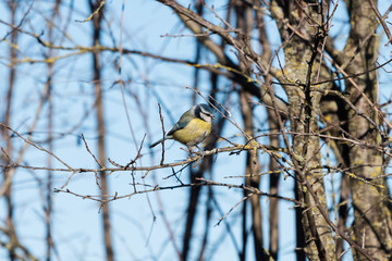 Ritratto di cinciarella (Cyanistes caeruleus)