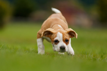 Mischlingwelpe rennt © Nadine Haase