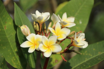 Fototapeta na wymiar white yellow flower (Desert rose )with tree background