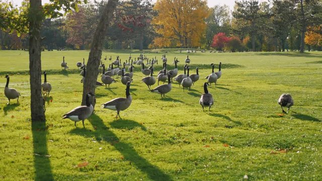 On green meadow walks flock of Canada Geese. Clear autumn day, Crystal clear air. Park in Buffalo, USA