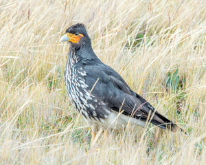 Carunculated Caracara Antisana National Park