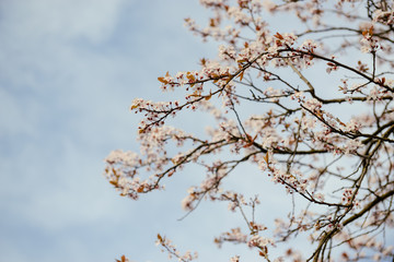 branches of a blossoming tree