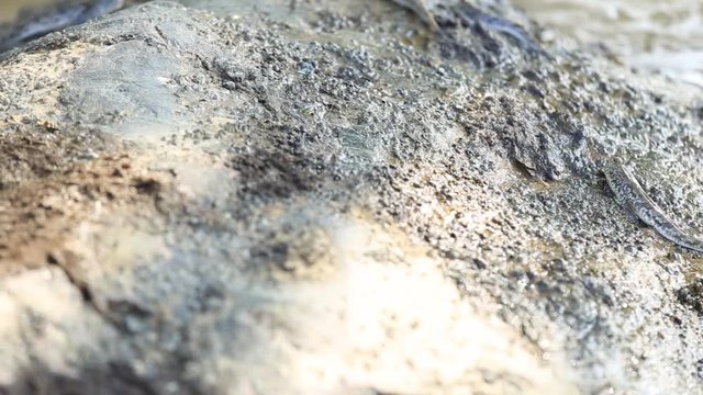 The mudskipper is a masterpiece of evolution an amazing little fish that actually walks on land.