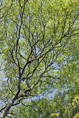 Lush treetop view from bottom to top