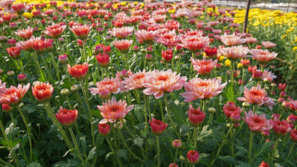 yellow and pink chrysanths flower farming in Thailand