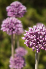 Wild leek (Allium ampeloprasum)