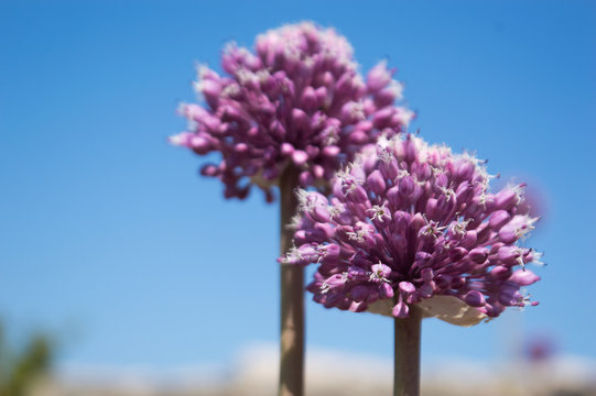 Wild leek (Allium ampeloprasum)