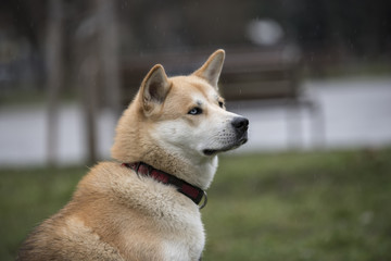 Close-up of akita inu dog.selective focus.Selective focus