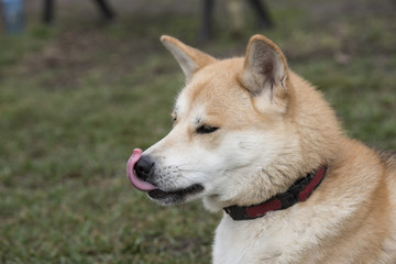Close up portrait of akita inu dog.Selective focus