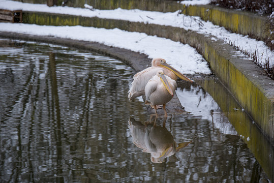 Avialae Bilder Durchsuchen 500 Archivfotos, und Videos