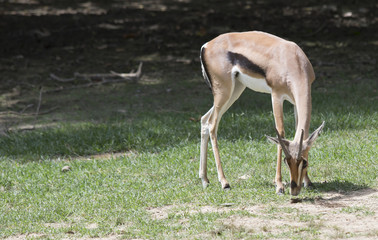 Gazelle