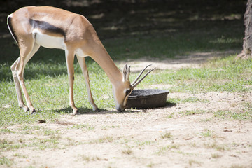 Gazelle