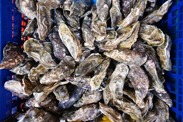 Crate of fresh oysters in bulk in Cancale, Brittany, France