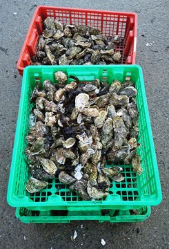 Crate of fresh oysters in bulk in Cancale, Brittany, France