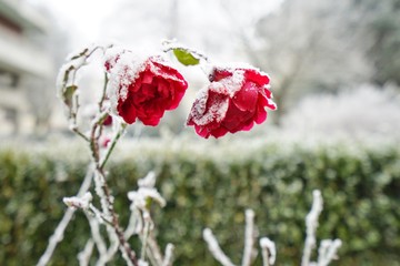 Rose blooms touched by the first winter snow and frost in an urban environment