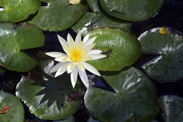 Mexican waterlily flowered in the middle of the lake