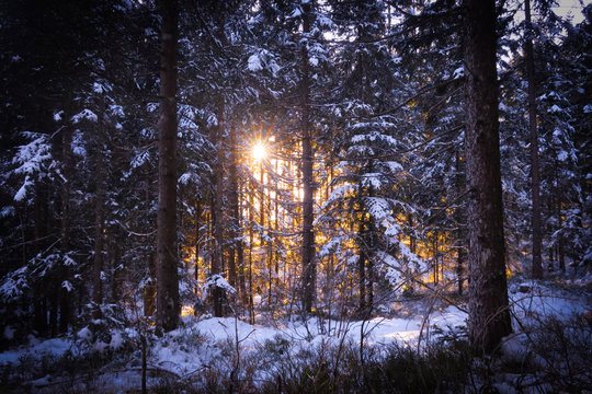Sonnenschein bricht durch verschneiten Wald, mystisch