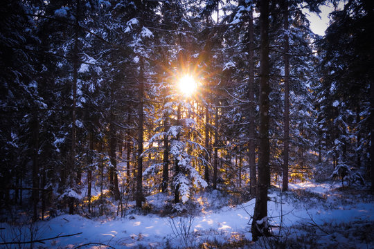 Sonnenschein bricht durch verschneiten Wald, mystisch