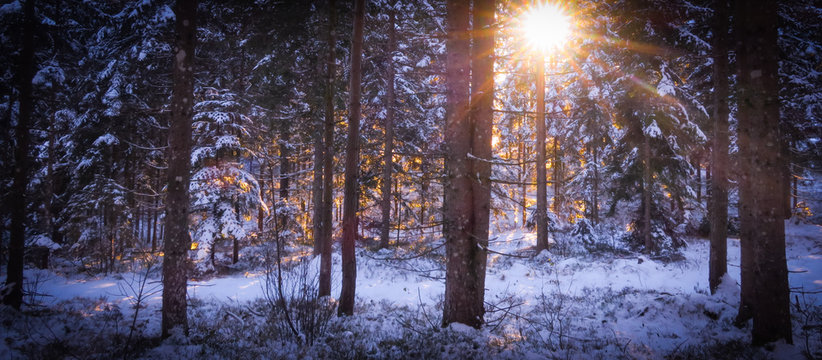 Sonnenschein bricht durch verschneiten Wald, mystisch Breitbild
