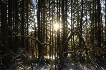 Sonnenschein bricht durch verschneiten Wald