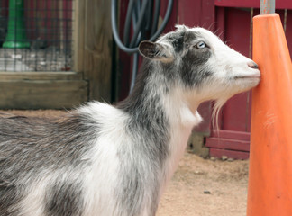 Obraz premium Goat
