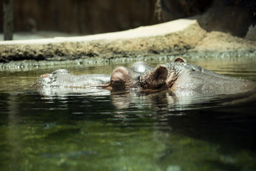 Hippopatamus