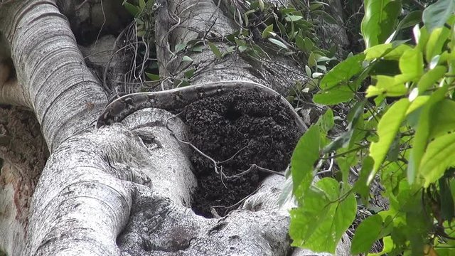 A huge Reticulated Python slithers around a tree. Time-lapse.