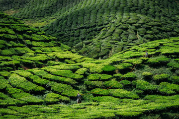 Tea plantation (1)