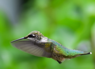 Hummingbird in flight