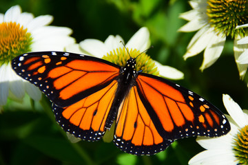 Monarch butterfly on white cone flowers
