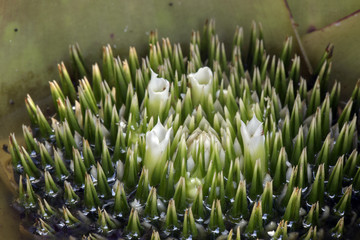 Fototapeta na wymiar Brazilian bromeliad