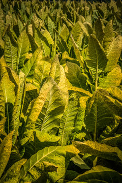 Tobacco ready for harvest in rural Lancaster PA
