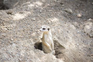 Meerkat