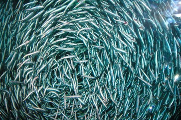 A circling school of fish