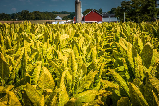 Tobacco ready for harvest in rural Lancaster County