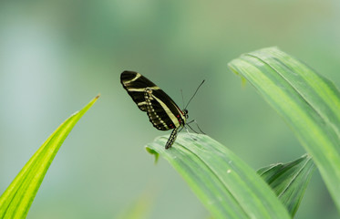 Butterfly 1